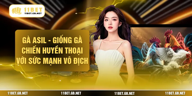 Gà Asil