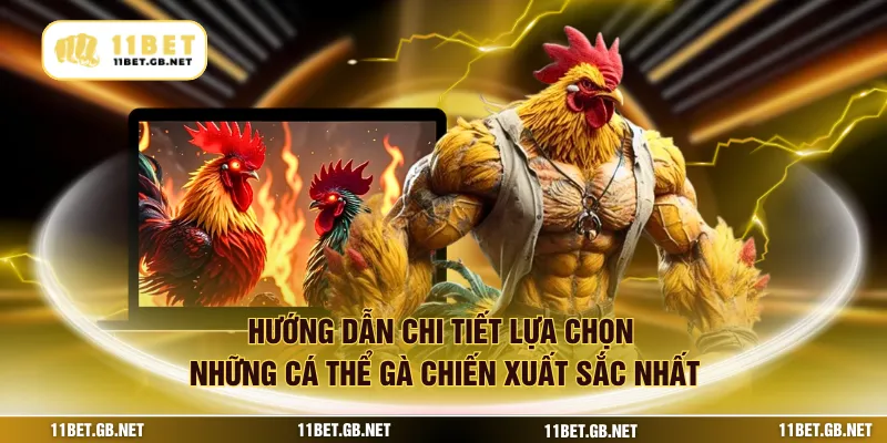 Hướng dẫn chi tiết lựa chọn những cá thể gà chiến xuất sắc nhất