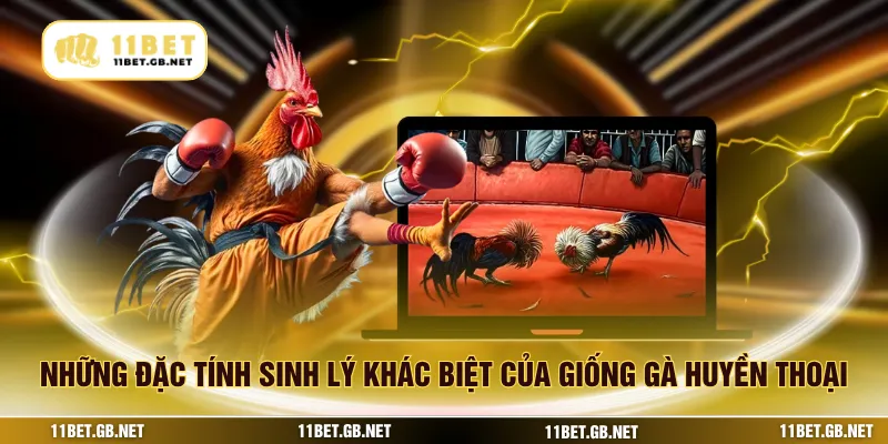 Những đặc tính sinh lý khác biệt của giống gà huyền thoại